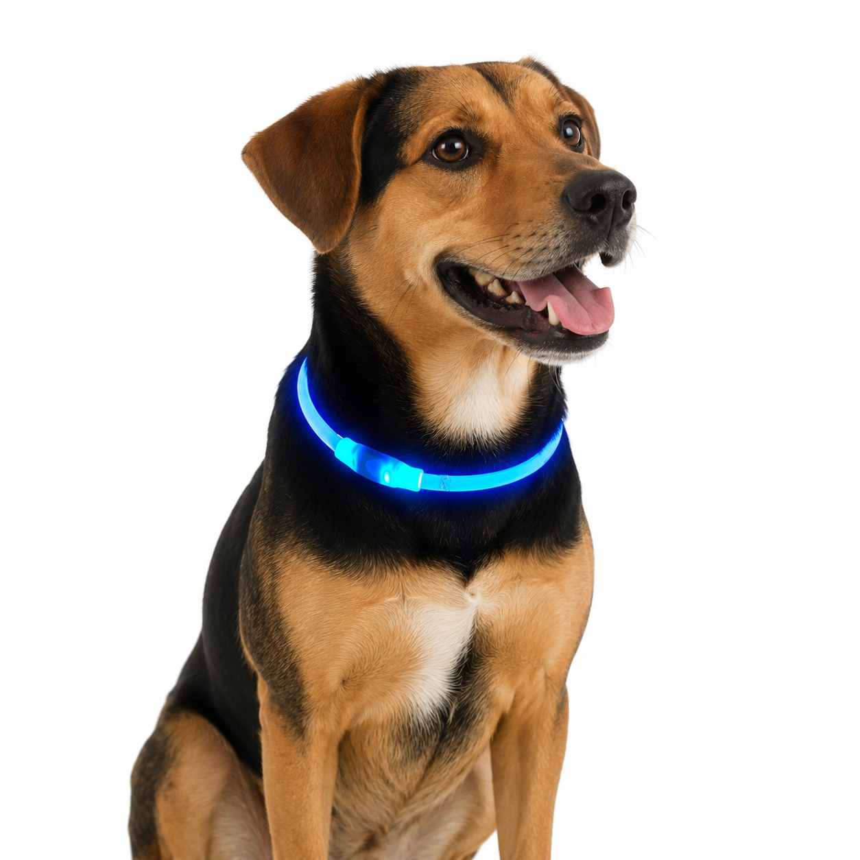 Collar LED Recargable Azul y Verde para Perros